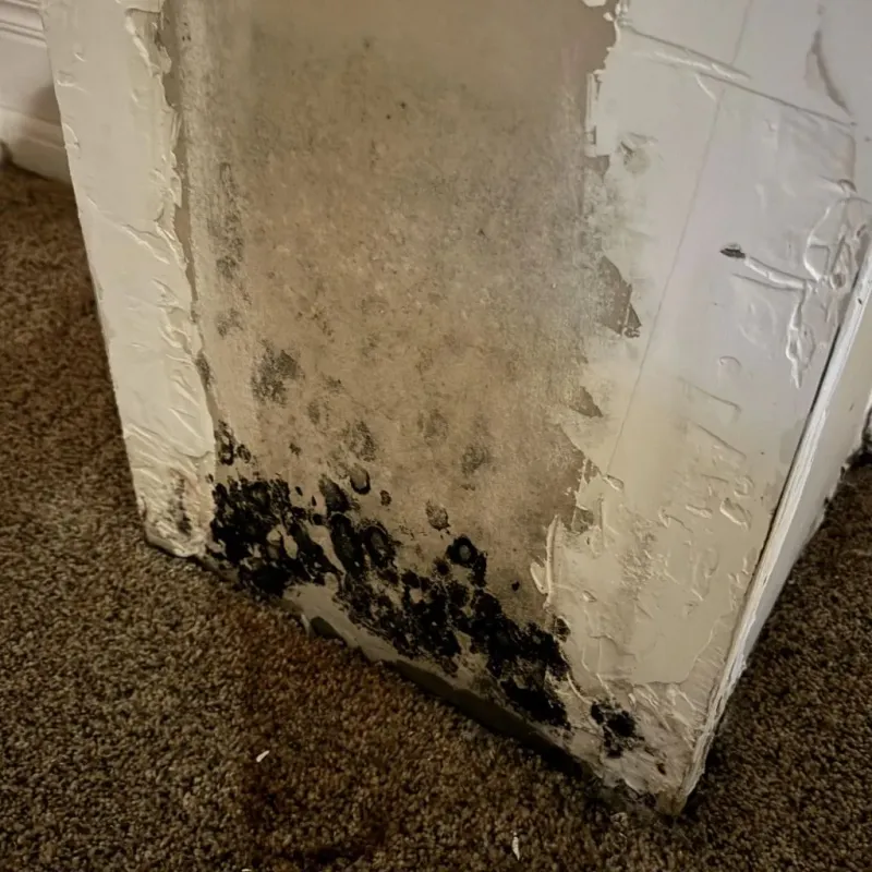 Professional Mold Removal in North Boston, NY